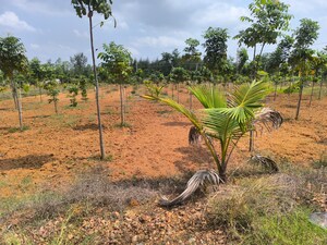 Plot Area in  Plot at Anakapalle – for Sale