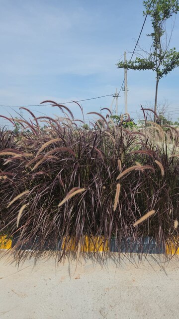   Plot at Sampangi Rama Nagar – for Sale
