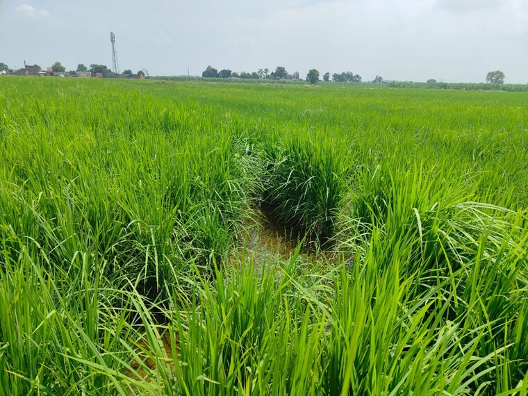 Exterior View, xu iii greater noida  135 Sq.Mt. Plot In Xu Iii Greater Noida Greater Noida 8529027