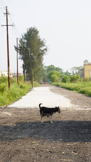 Plot Area in  Plot at Amtala – for Sale