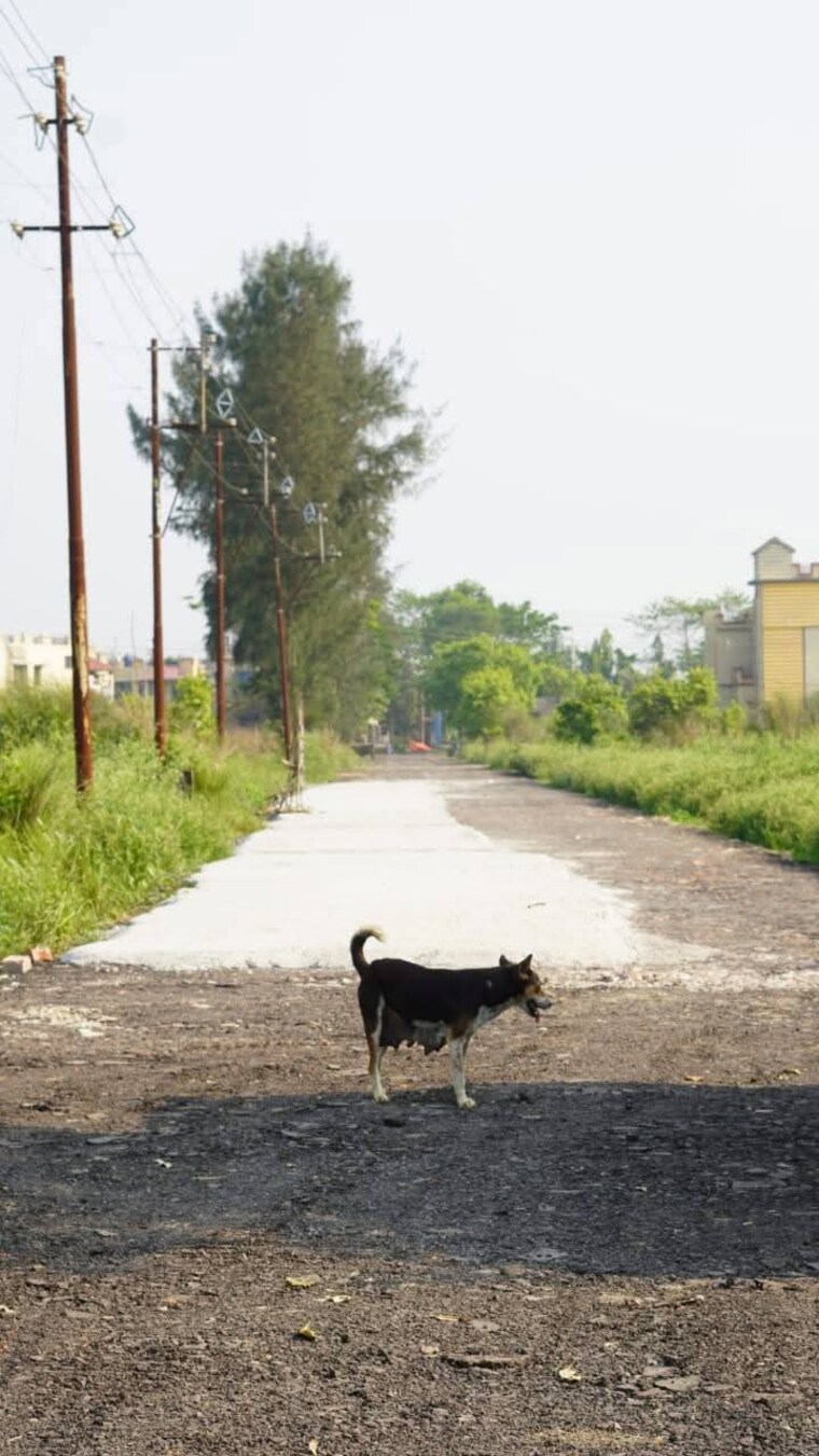 undefined, amtala  2160 Sq.Ft. Plot In Amtala Kolkata 8539036