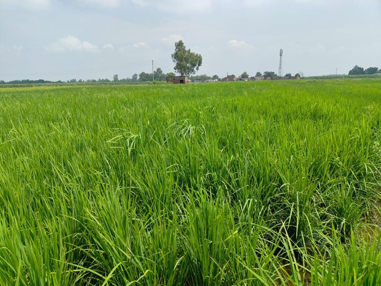 undefined, xu iii greater noida  470 Sq.Mt. Plot In Xu Iii Greater Noida Greater Noida 8545504