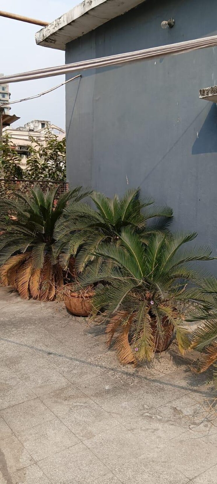 Garden, ballygunge Commercial Showroom 3601 Sq.Ft. In Ballygunge Kolkata 8546056