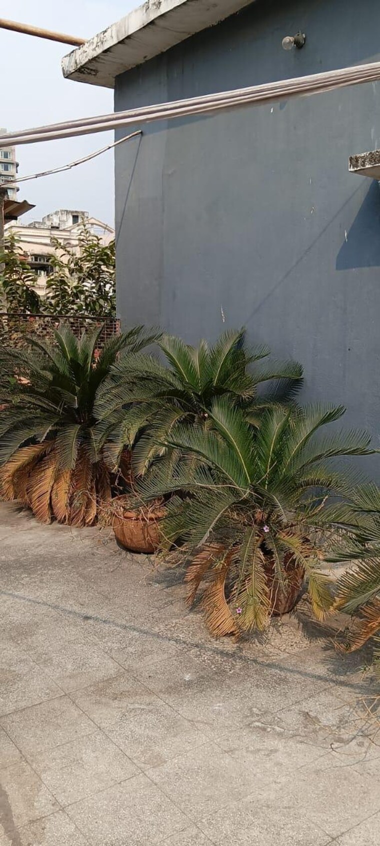 Garden, ballygunge Commercial Showroom 3601 Sq.Ft. In Ballygunge Kolkata 8546056