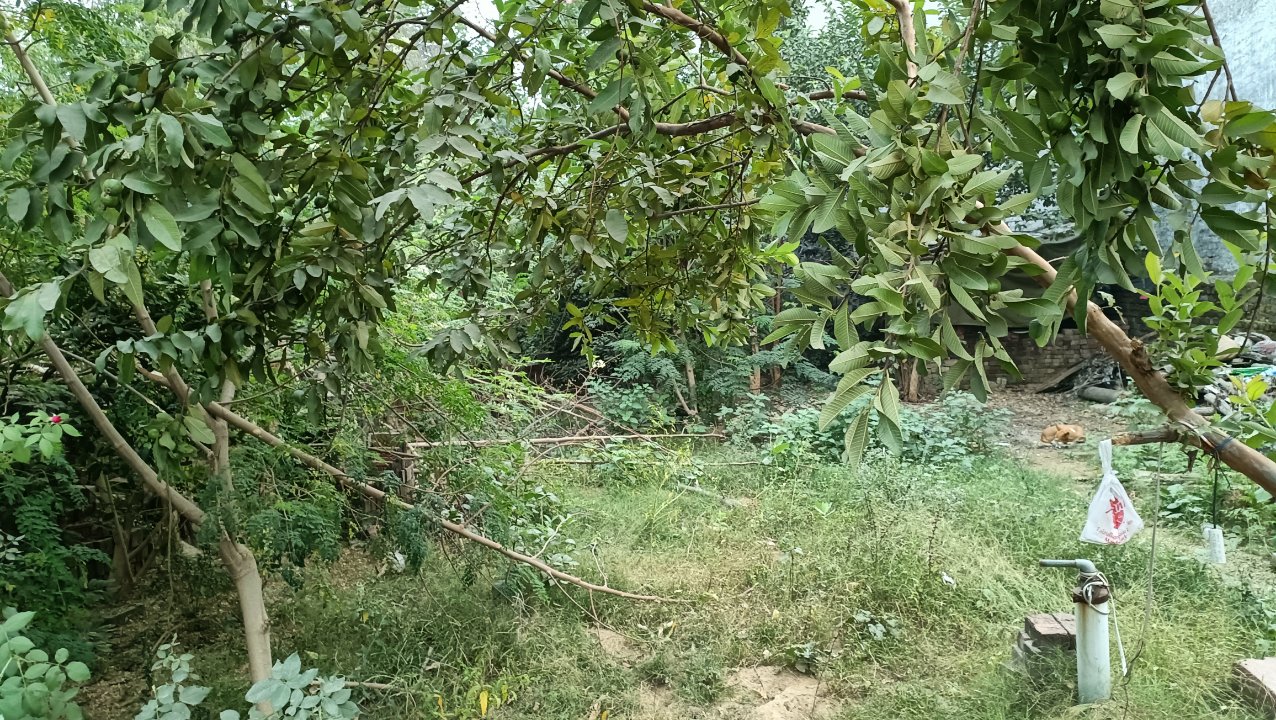 Plot For Sale in Faizullaganj 