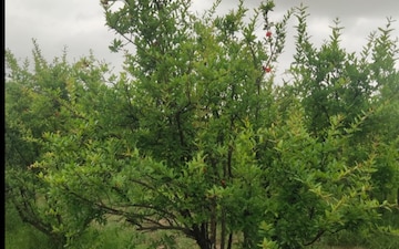 Plot For Sale in Shilaj