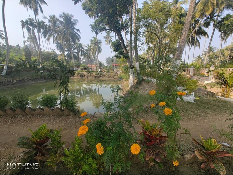 Garden, thakurpukur bibirhat bakhrahat raipur road  1440 Sq.Ft. Plot In Thakurpukur Bibirhat Bakhrahat Raipur Road Kolkata 8585510