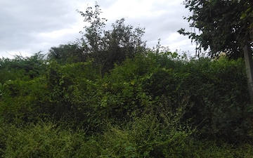 Plot For Sale in Nizampet