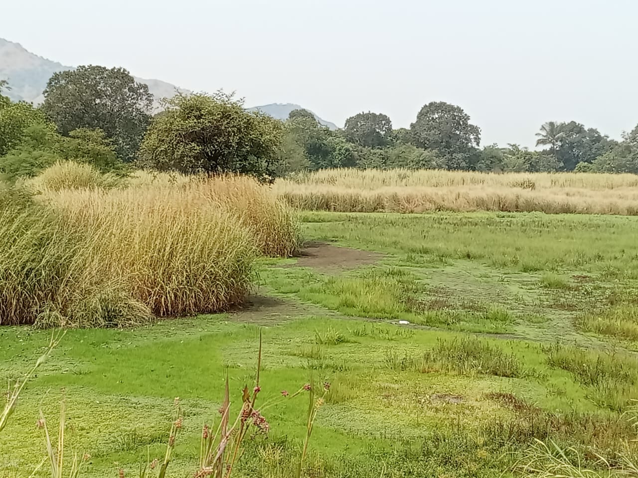 Plot For Sale in Chirle