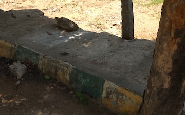 Plot For Sale in Nagarabhavi