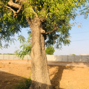 Plot Area in  Plot at Vaishnodevi Circle – for Sale