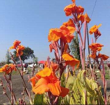  Plot – Exterior View View at Borkhedi - for Sale