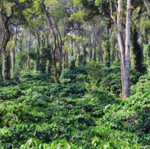  Land – Garden View at Madikeri - for Sale