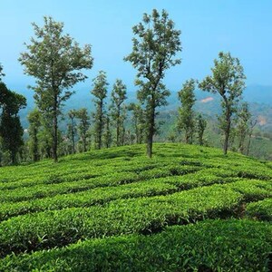  Land – Garden View at Madikeri - for Sale