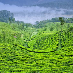  Land – Garden View at Madikeri - for Sale