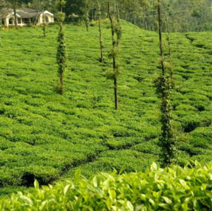  Land – Garden View at Madikeri - for Sale