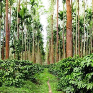  Land For Sale in Madikeri