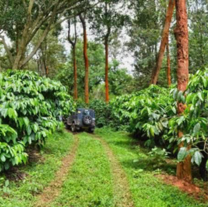  Land – Garden View at Madikeri - for Sale