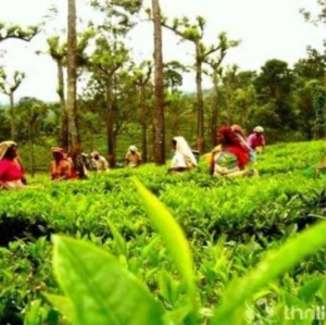  Land – Garden View at Madikeri - for Sale