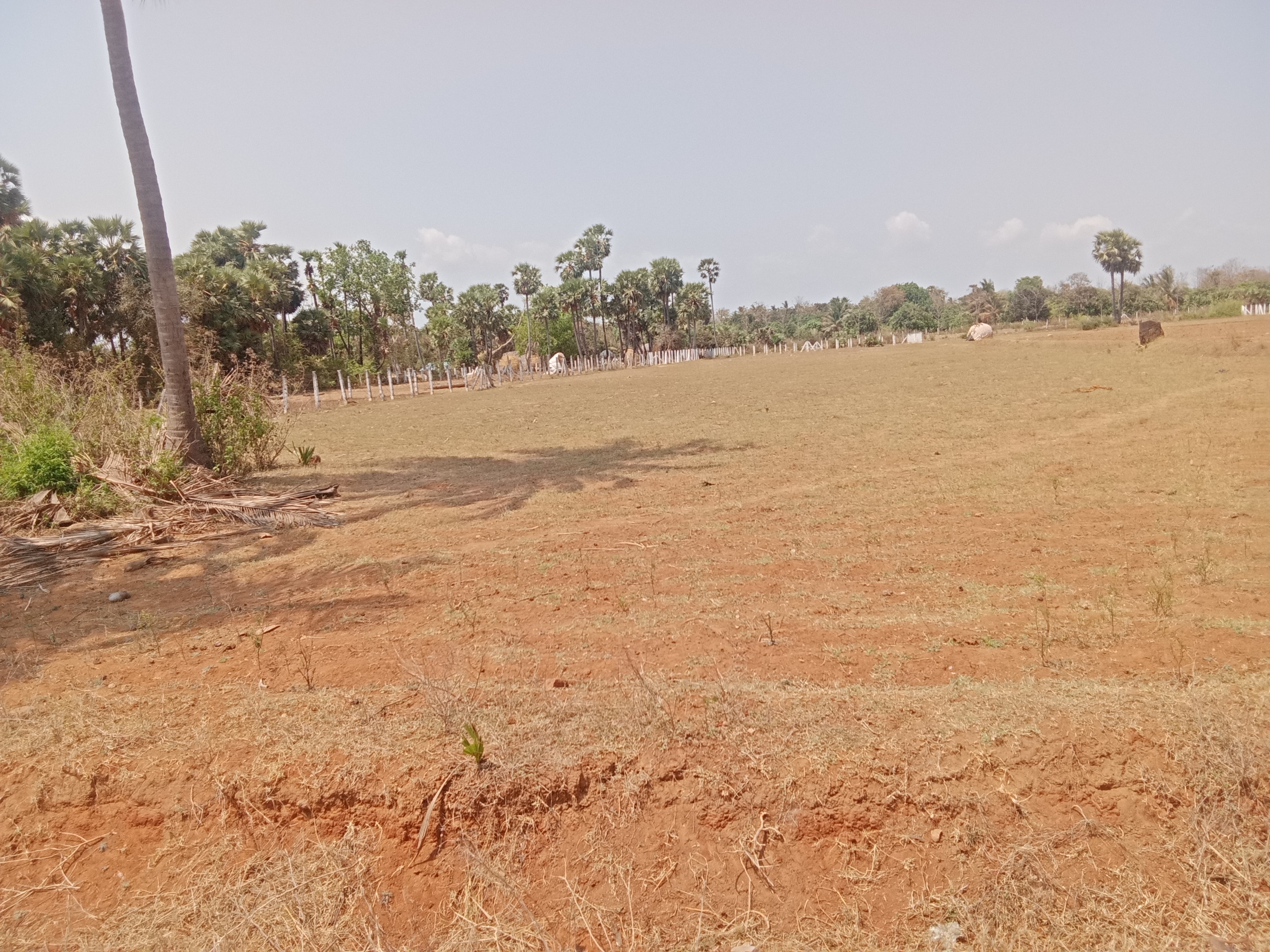 Plot For Sale in Bhogapuram Real Estates 