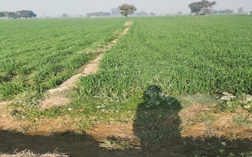 Plot For Sale in Duhai