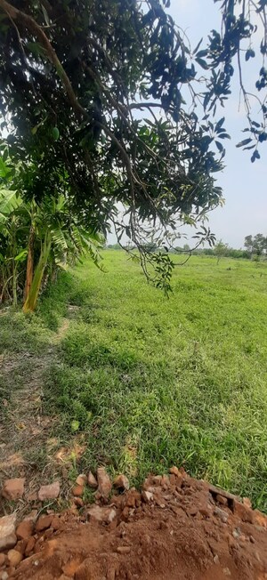  Plot – Garden View at Thakuranir Chak - for Sale