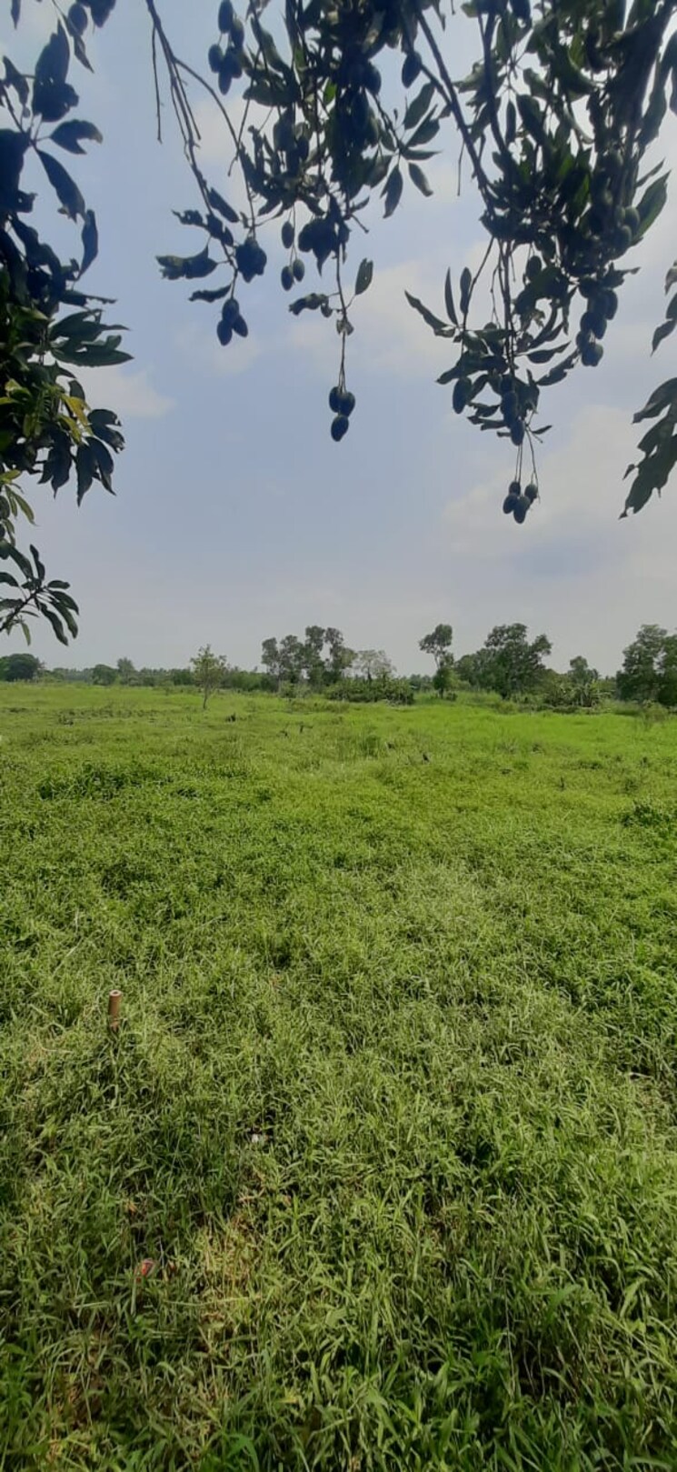 Garden, thakuranir chak  1440 Sq.Ft. Plot In Thakuranir Chak Kolkata 8628611