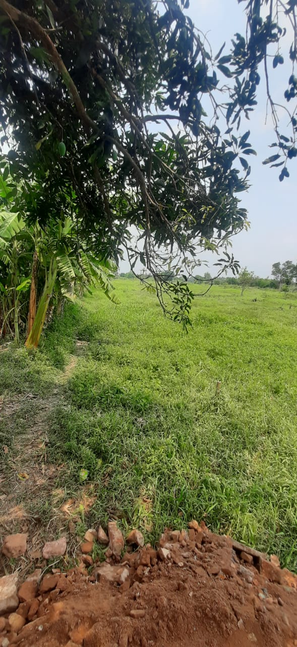 Plot For Sale in Thakuranir Chak Oa384