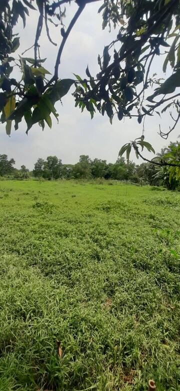 Plot Area in  Plot at Thakuranir Chak – for Sale