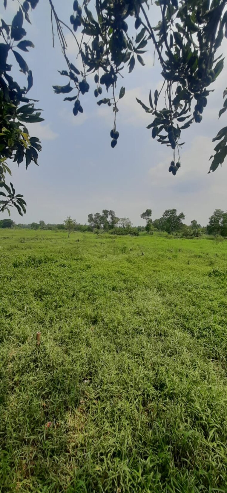 Garden, thakuranir chak  1440 Sq.Ft. Plot In Thakuranir Chak Kolkata 8628703