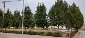 Plot Area in  Plot at Ringnodiya – for Sale