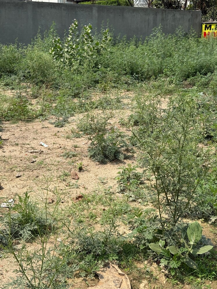 undefined, sector 88  500 Sq.Yd. Plot In Sector 88 Faridabad 8632797