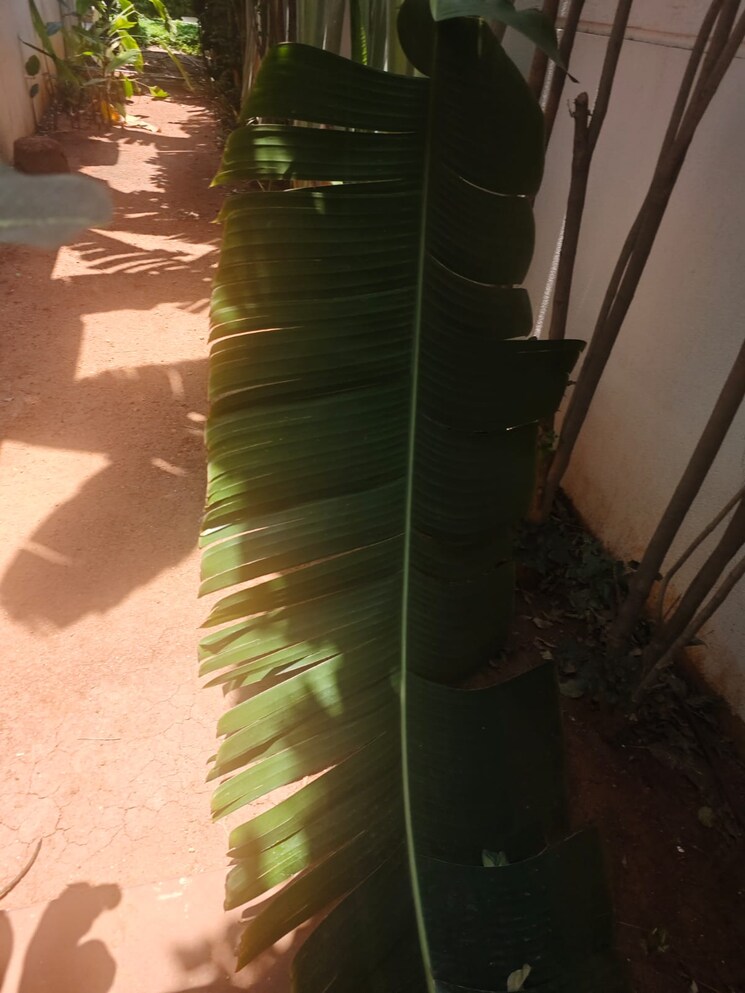 undefined, hallmark-county 4 Bedroom 4318 Sq.Ft. Villa In Osman Nagar Hyderabad 8638442