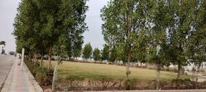 Plot Area in  Plot at Ringnodiya – for Sale
