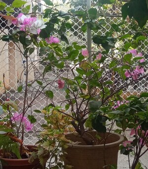 1 BHK Apartment – Garden View at Karia Konark Nagar Phase 1, Viman Nagar - for Sale