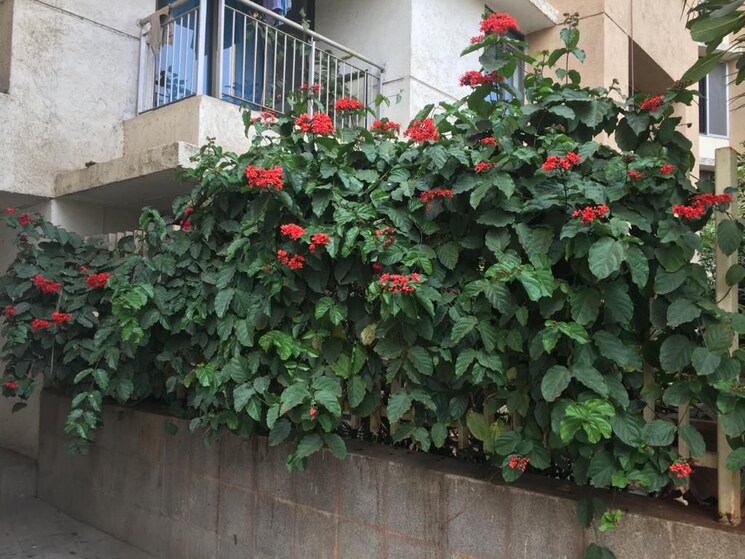 Garden, lodha-splendora 2 Bedroom 650 Sq.Ft. Apartment In Ghodbunder Road Thane 8666259