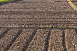  Plot For Sale in Sultanpur