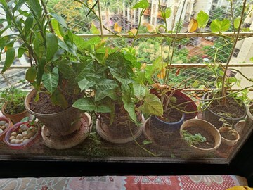 2 BHK Apartment – Garden View at Group Seven Rushi Heights, Goregaon East - for Rent