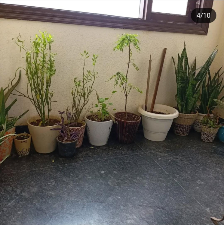 Living Room, south extension ii 1 Bedroom 600 Sq.Ft. Builder Floor In South Extension ii Delhi 8674545