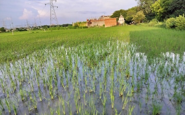 Plot For Sale in Punadipadu