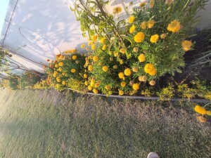  Land – Nearby View at Ringnodiya - for Sale