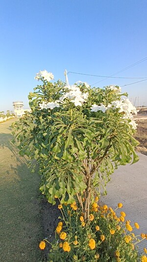  Plot – Exterior View View at Ringnodiya - for Sale