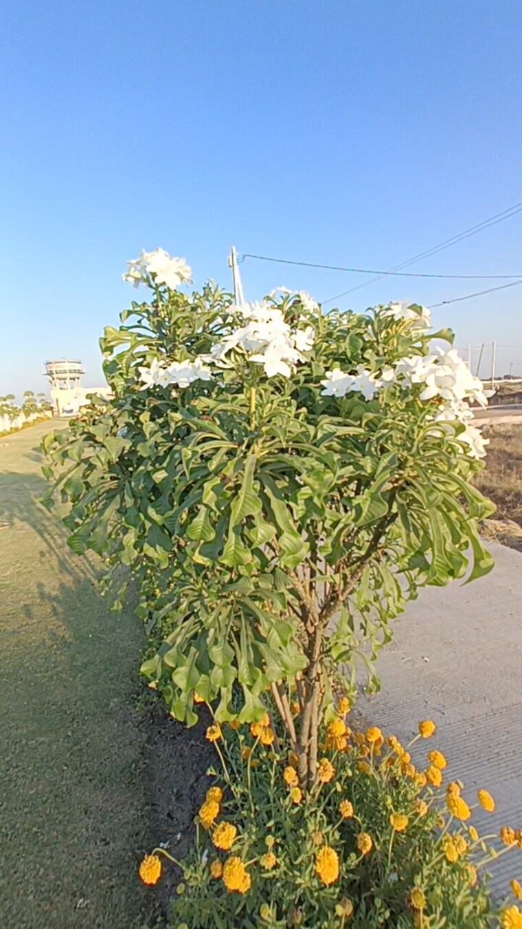 Exterior View, ringnodiya  1000 Sq.Ft. Plot In Ringnodiya Indore 8679832