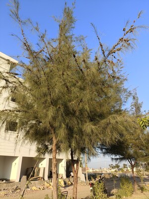  Plot – Exterior View View at Ringnodiya - for Sale