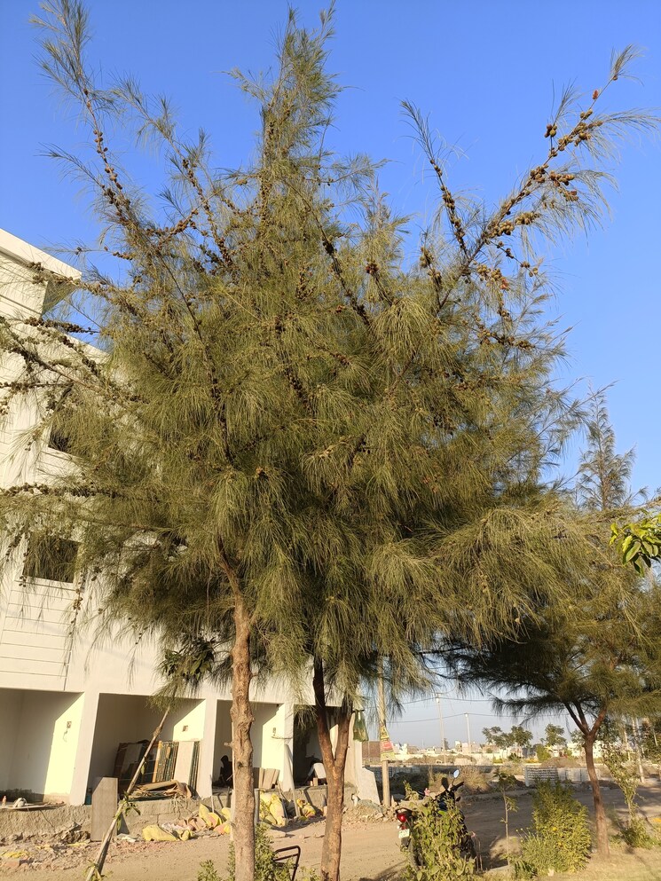 Exterior View, ringnodiya  600 Sq.Ft. Plot In Ringnodiya Indore 8683621