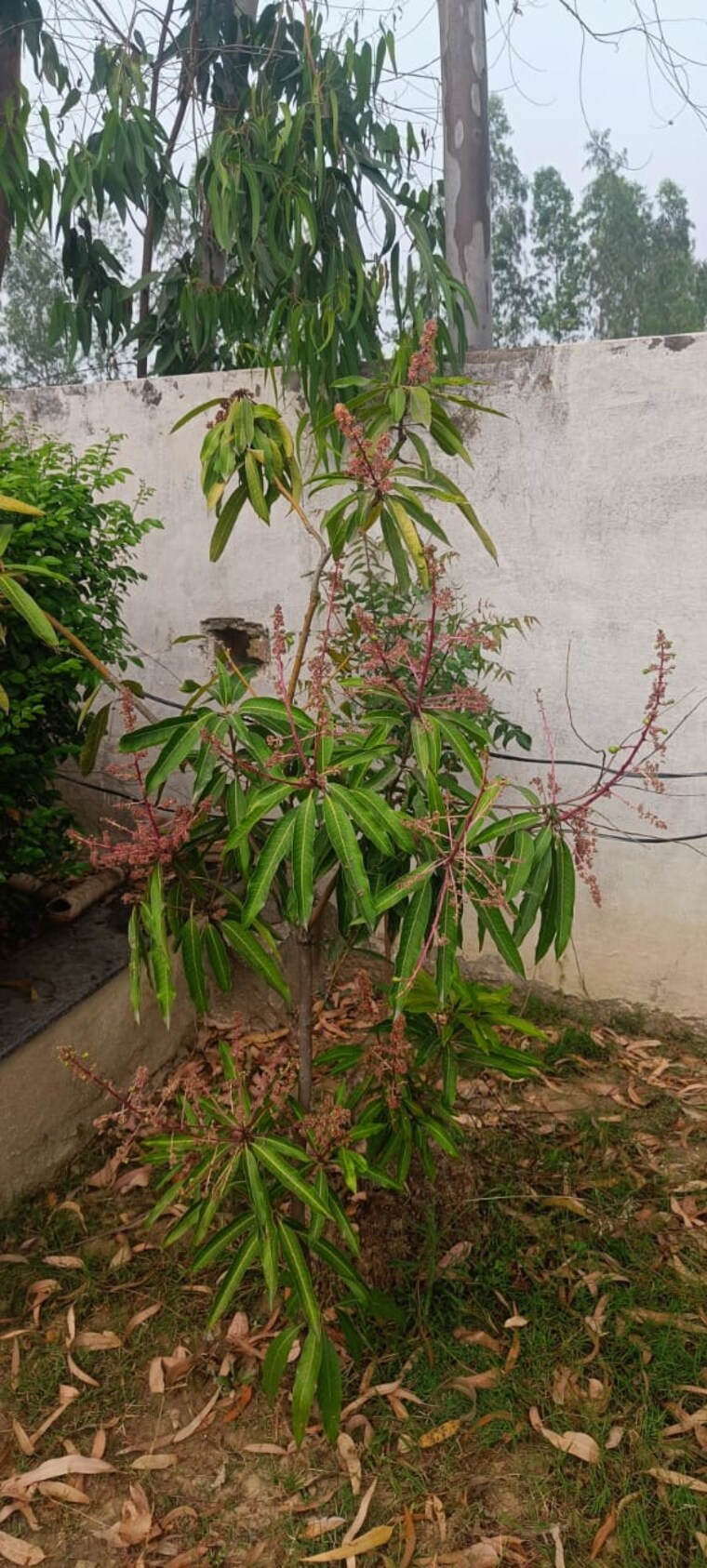 Garden, swaraaj-the-villagio  5000 Sq.Ft. Plot In Mohanlalganj Lucknow 8683757