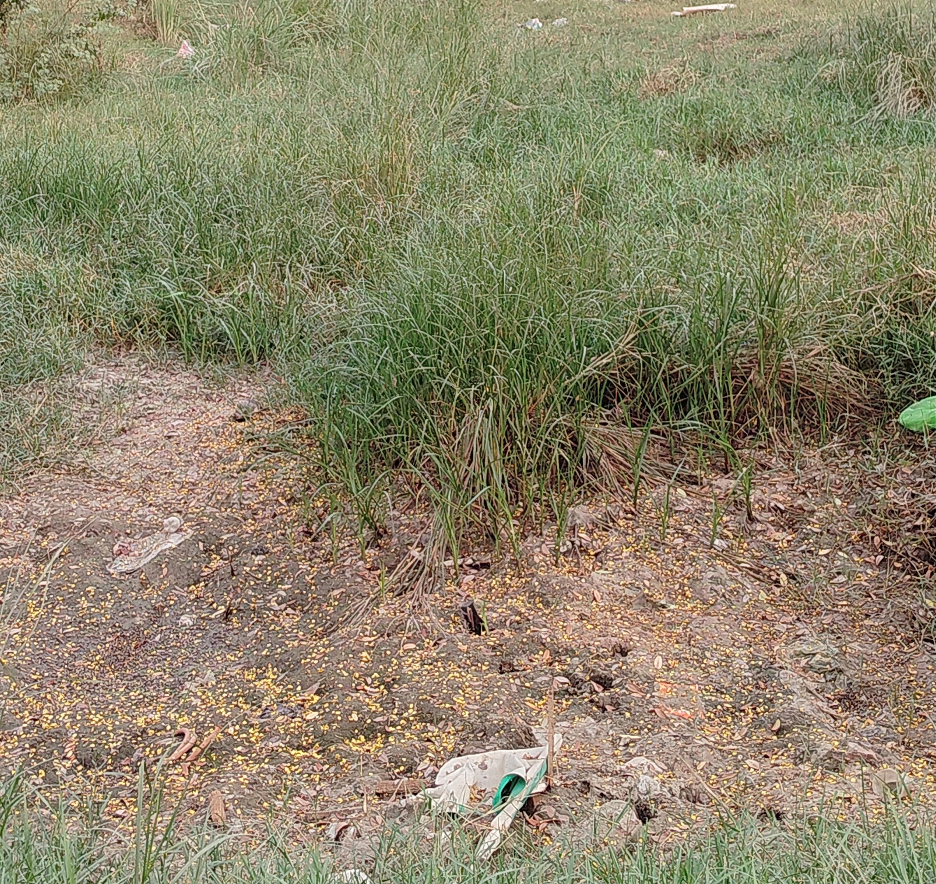 Plot For Sale in Sector 02