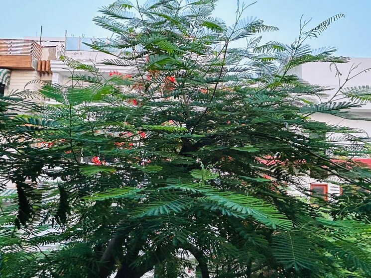 Garden, south extension ii 3 Bedroom 300 Sq.Yd. Builder Floor In South Extension ii Delhi 8689850