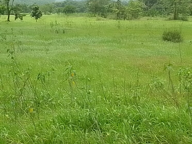 undefined, mandangad  9 Acre Plot In Mandangad Ratnagiri 8690788