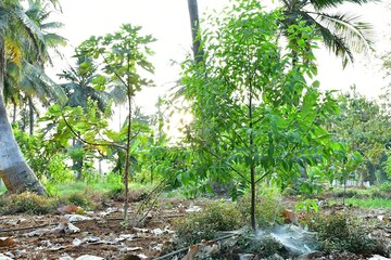  Land – Garden View at Yelahanka - for Sale